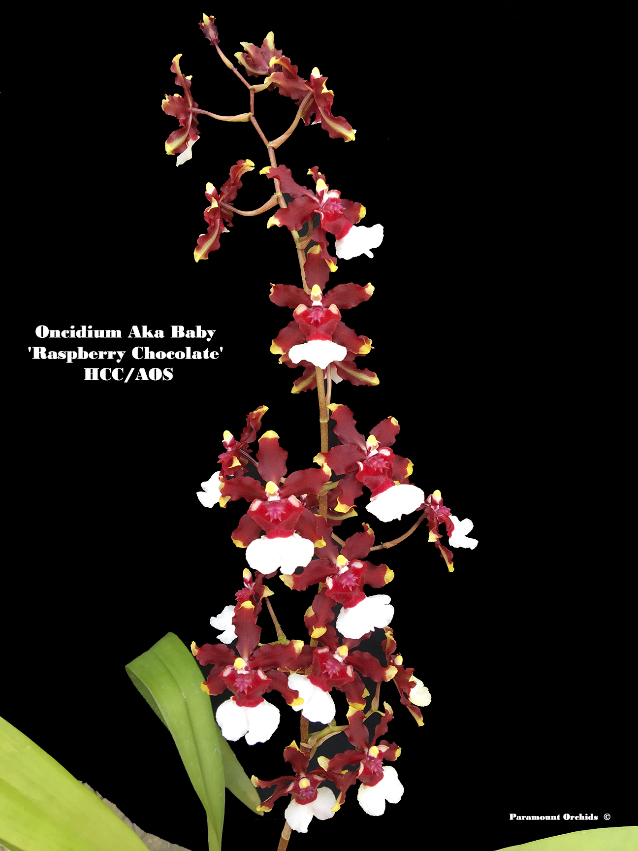 Oncidium Intergenerics Oncidium Thru Z